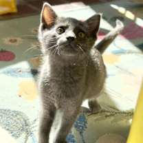 Thumbnail photo of Noelle #2