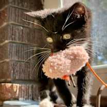 Thumbnail photo of Tux #2