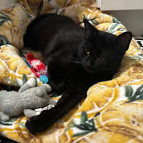 Thumbnail photo of Sargeant #1