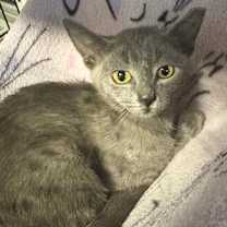 Thumbnail photo of Merrily #1