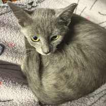 Thumbnail photo of Merrily #2