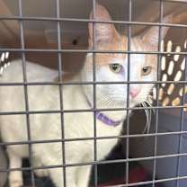 Thumbnail photo of Twinkle #2