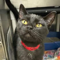 Thumbnail photo of Ambrosia #1