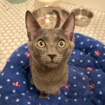 Thumbnail photo of Koko #3