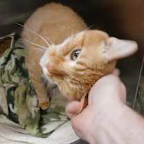 Thumbnail photo of Guerro  #3