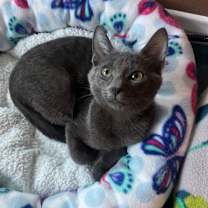 Thumbnail photo of Koko #4