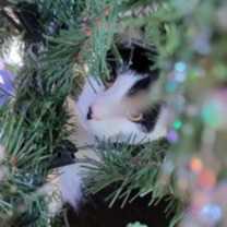 Thumbnail photo of Echo #3