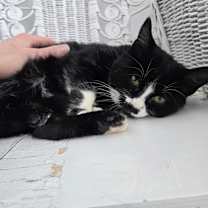 Thumbnail photo of Ellis Dev 55728 #4