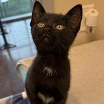 Thumbnail photo of Ralphie #1