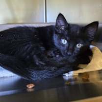 Thumbnail photo of Ralphie #3