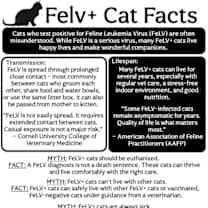 Thumbnail photo of Cruz FELV+ #3