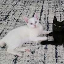 Thumbnail photo of Mooshi & Jacob- Coolest Duo #2