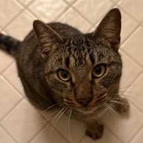 Thumbnail photo of Biscuits A #1