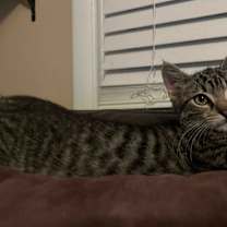 Thumbnail photo of Piccolo #2