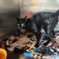 Thumbnail photo of Donner #2