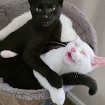 Thumbnail photo of Jacob & Mooshi #2