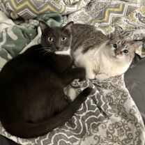 Thumbnail photo of Gunther #4