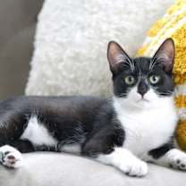 Thumbnail photo of Sammy #2