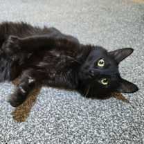 Thumbnail photo of Samson #2