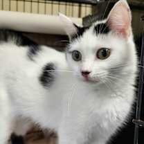 Thumbnail photo of Sugarplum #1