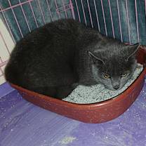 Thumbnail photo of Grady #2