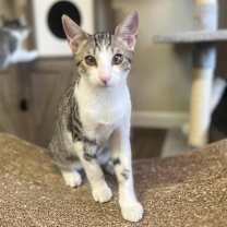 Thumbnail photo of Quartz #3