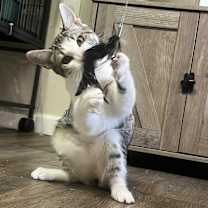 Thumbnail photo of Quartz #4