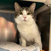 Thumbnail photo of Fluke - Shy lovebug🥰  #1