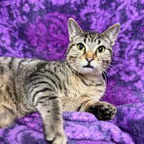 Thumbnail photo of Smithereen Pinkerton 55673  #1