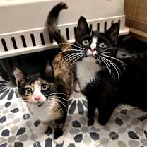 Thumbnail photo of Maggie #2