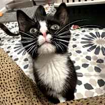 Thumbnail photo of Bart #3