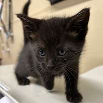 Thumbnail photo of Slater #2