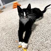 Thumbnail photo of Bart #4