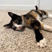 Thumbnail photo of Maggie #4