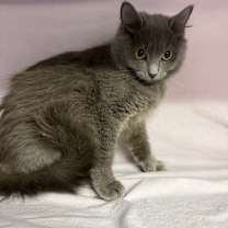 Thumbnail photo of Wish Dune 55621 #4