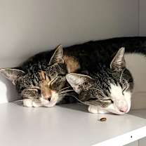 Thumbnail photo of Boogie #2