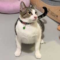 Thumbnail photo of Boogie #3