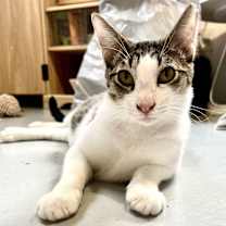 Thumbnail photo of Boogie #4