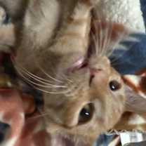 Thumbnail photo of Cheeto #2