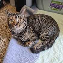 Thumbnail photo of Skadi #1