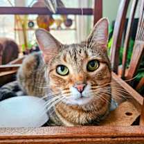 Thumbnail photo of Pimento Cheese #1