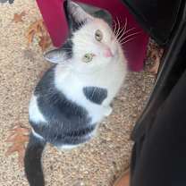 Thumbnail photo of Horus #1