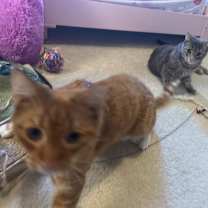 Thumbnail photo of Luna and Leo #4