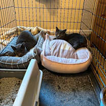 Thumbnail photo of Willow #4