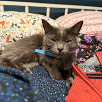 Thumbnail photo of Skye #2