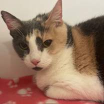 Thumbnail photo of Diamond #2