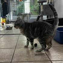 Thumbnail photo of Hazel AHS #4