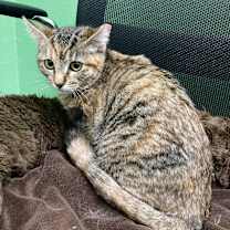 Thumbnail photo of Kit Kat #2