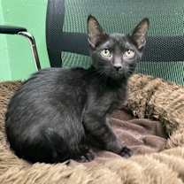 Thumbnail photo of Vortex #2