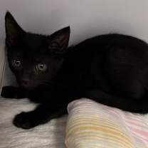 Thumbnail photo of Vortex #3